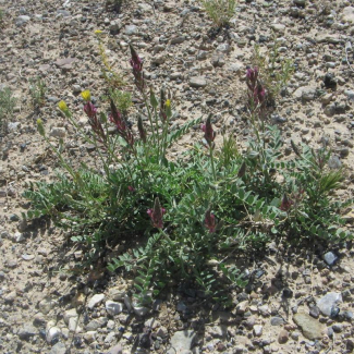 Astragalus eriopodus - Fabaceae