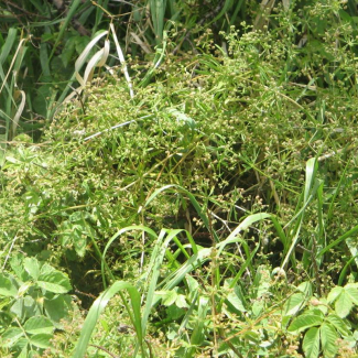Galium spurium - Rubiaceae