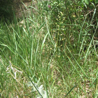 Camelina rumelica - Brasicaceae