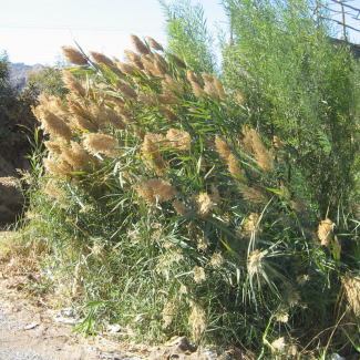 Phragmites australis var. Stenophylla - Poaceae 