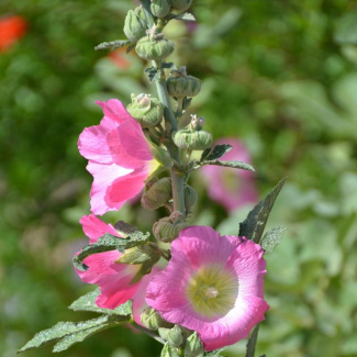 Alcea koelzii - Malvaceae