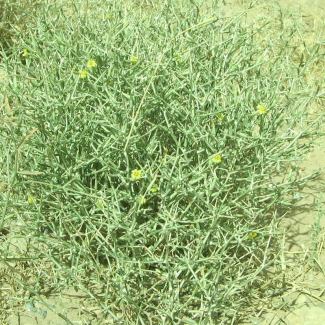 Scariola orientalis - Asteraceae