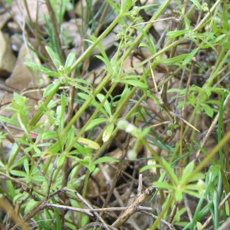 Galium haussknechtii - Rubiaceae