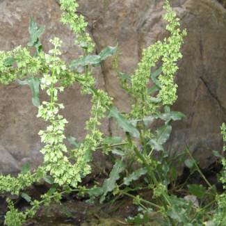 Rumex pulcher - Polygonaceae