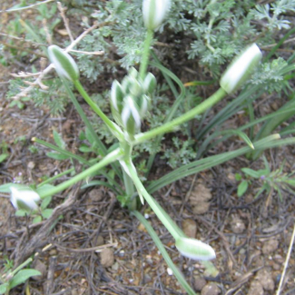 Ornithogalum orthophyllum - Liliaceae