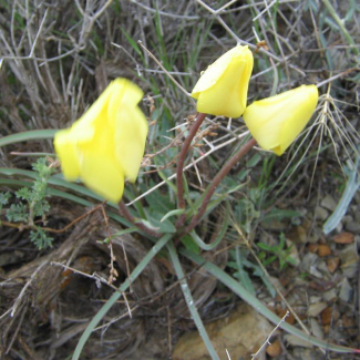 Tulipa biebersteiniana - Liliaceae
