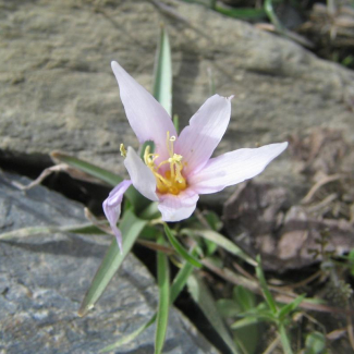 Colchicum speciosum - Liliaceae
