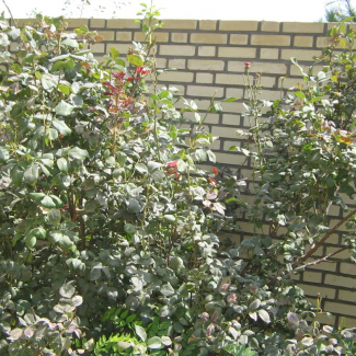 Rosa centifolia - Rosaceae