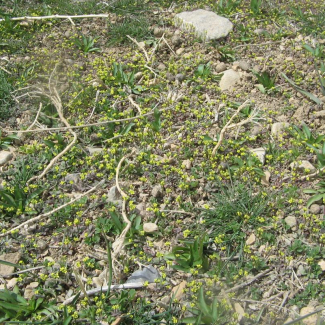 Drabopsis verna - Brassicaceae