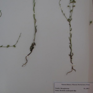 Rochelia cardiosepala - Boraginaceae