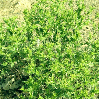 Cousinia congesta - Asteraceae