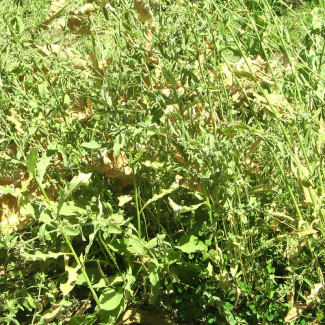 Cirsium arvense - Asteraceae