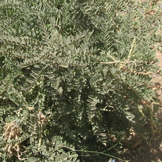 Sophora alopecuroides - Fabaceae