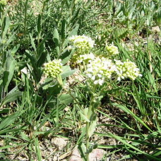 Cardaria draba - Brassicaceae