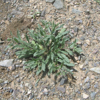 Nonnea caspica - Boraginaceae