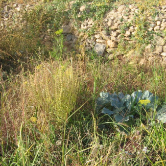 Foeniculum vulgare - Apiaceae
