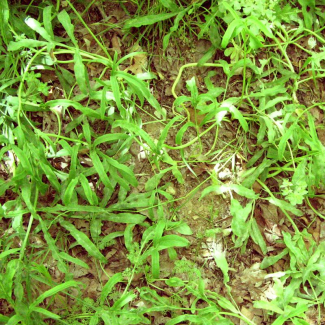 Falcaria vulgaris - Apiaceae