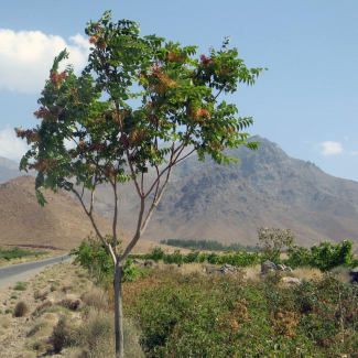 Ailanthus altissima - Simaroubaceae