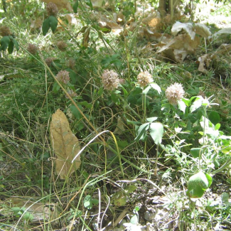 Trifolium alexandrianum - Fabaceae
