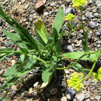 Euclidium syriacum - Brassicaceae