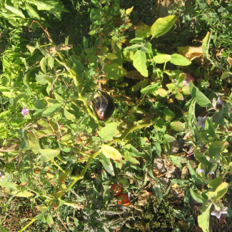 Solanum melongena - Solanaceae