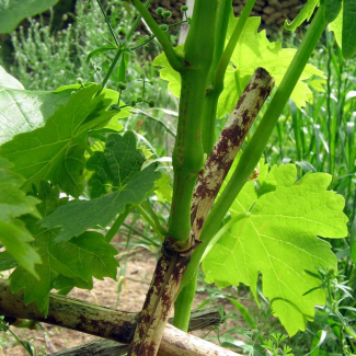 Vitis vinifera - Vitaceae