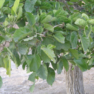 Morus alba var. pendula - Moraceae