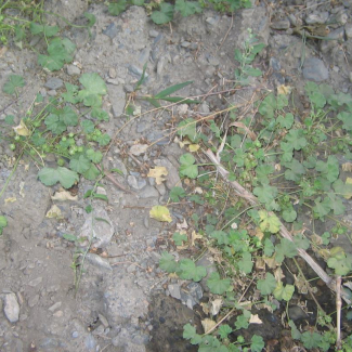 Malva neglecta - Malvaceae