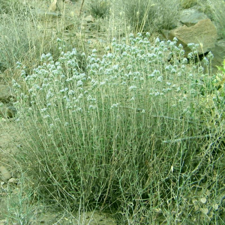 Ziziphora clinopodioides - Lamiaceae