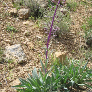 Matthiola alyssifolia - Brassicaceae