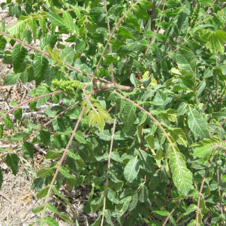 Rhus coriaria - Anacardiaceae