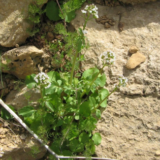 Valeriana ficariifolia - Valerianaceae