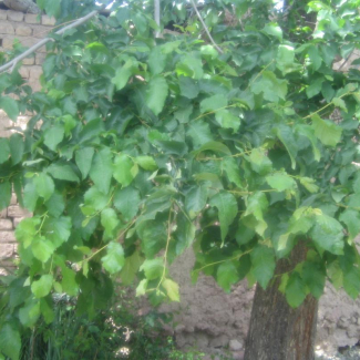 Ulmus glabra - Ulmaceae