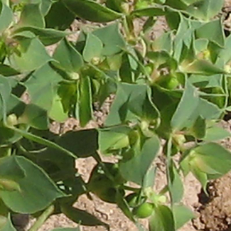 Euphorbia peplus - Euphorbiaceae