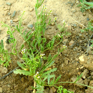 Torularia torulosa - ‌‌Brassicaceae