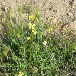 Sisymbrium septulatum - Brassicaceae