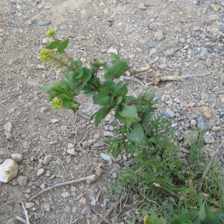 Lepidium perfoliatum - Brassicaceae