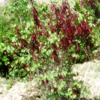 Cercis siliquastrum - Caesalpinaceae