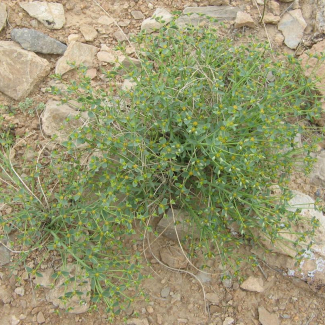 Euphorbia gedrosiaca - Euphorbiaceae