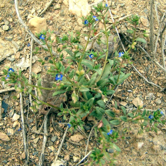 Veronica capillipes - Scrophulariaceae