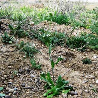 Capsella bursa-pastoris - Brassicaceae