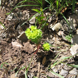 Euphorbia helioscopia - Euphorbiaceae