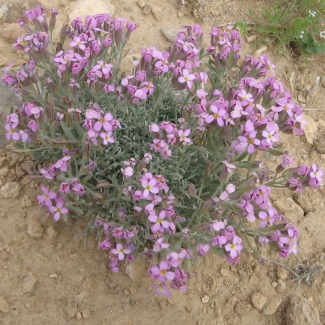 Straussiella purpurea - Brassicaceae