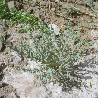 Halopeplis pygmaea - Chenopodiaceae