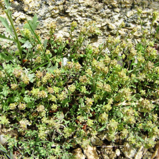 Clypeola jonthlaspi - Brassicaceae