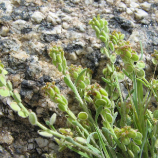 Clypeola dichotoma - Brassicaceae
