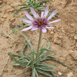 Tragopogon bakhtiaricus - Asteraceae