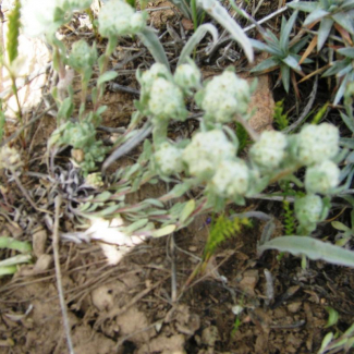 Filago arenaria - Asteraceae