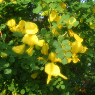 Caragana arborescens - Fabaceae