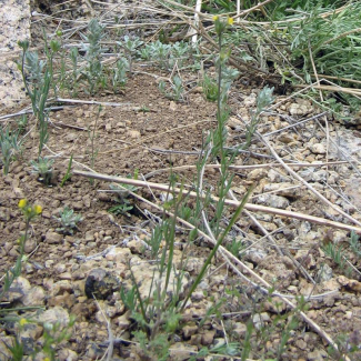 Verbascum orientale - Scrophulariaceae